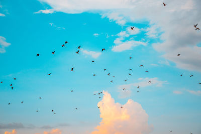 Low angle view of birds flying in sky