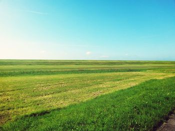 Scenic view of grassy landscape against blue sky