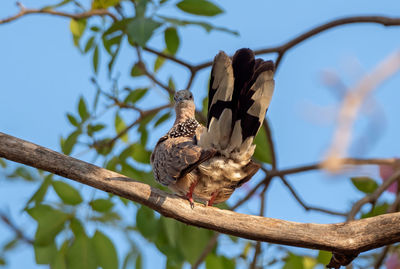 Low angle view of birds perching on branch against sky