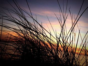 Close-up of silhouette grass against sky during sunset