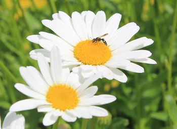 Close-up of insect on white flower