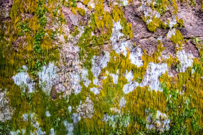 Close-up of lichen growing on rock