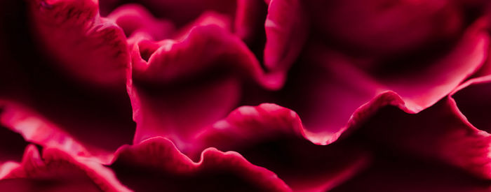 Close-up of pink flower