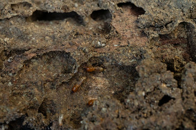 Close-up of lizard on rock