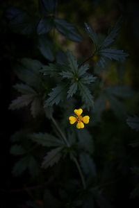 Close-up of yellow flowering plant