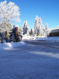 Snow covered tree on snow covered landscape