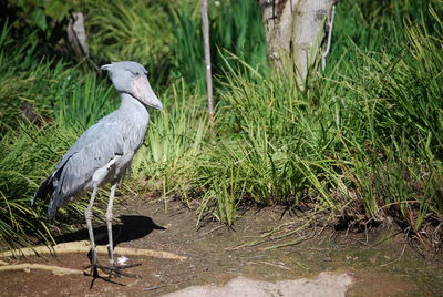 High angle view of gray heron perching on grass