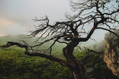 Bare tree against sky