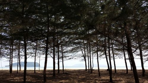 Trees on field in forest against sky