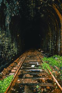 Railroad tracks amidst trees