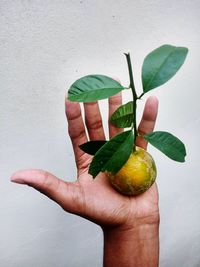 Close-up of man holding leaf