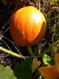 Close-up of pumpkin growing on field