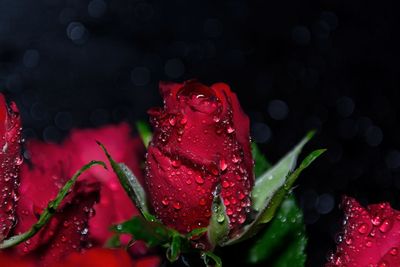 Close-up of water drops on red flower