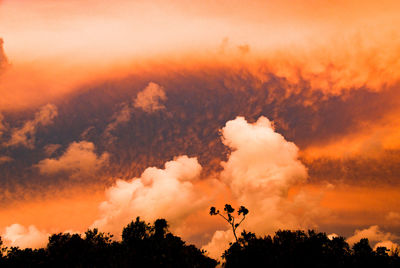 Low angle view of silhouette trees against orange sky