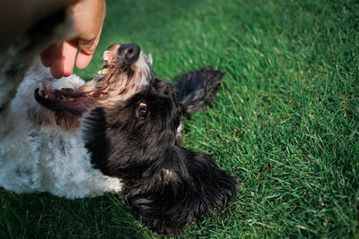 Close-up of a dog