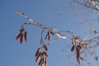 Low angle view of plant against sky