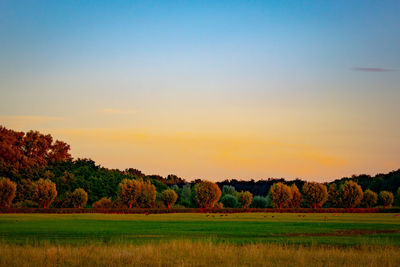 Scenic view of field against clear sky during sunset