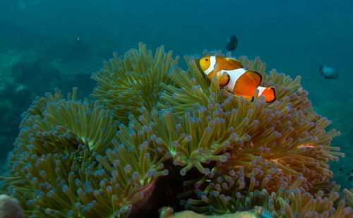 View of fish and coral in sea