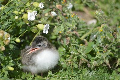 Close-up of a bird on plant