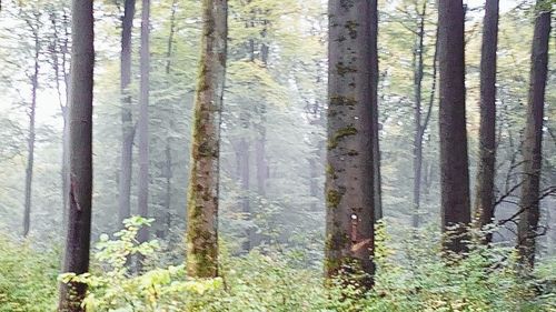 Trees in forest