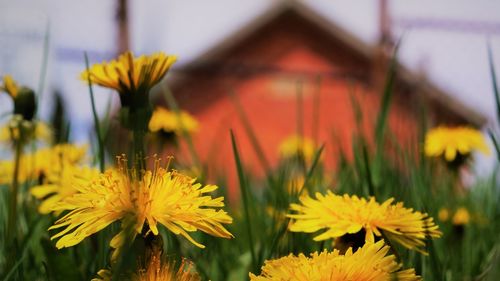 Close-up of yellow dandelions growing in grass near red building 