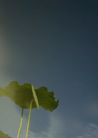 Low angle view of leaves against sky