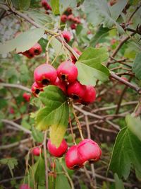 Close-up of red berries growing on tree