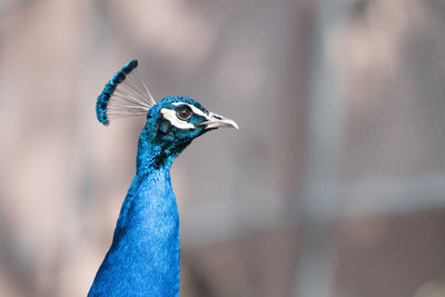 Close-up of peacock