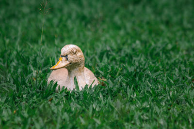 Duck on a field