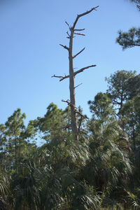 Low angle view of tree against clear sky