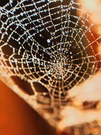 Close-up of spider web