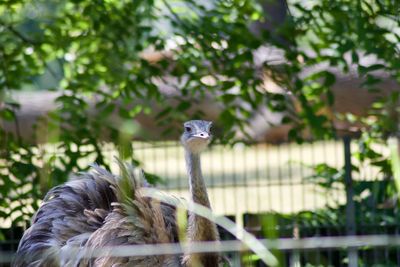 Bird in a zoo