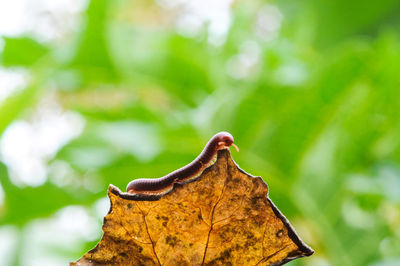 Close-up of dried maple leaves on plant