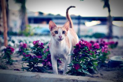 Portrait of cat by flower plant