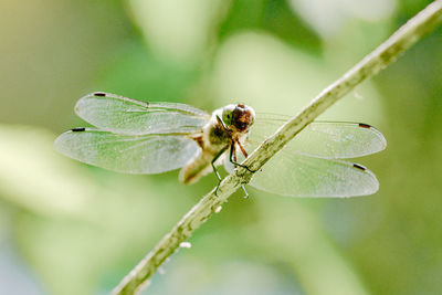 Close-up of dragonfly on leaf