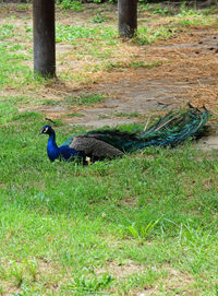 Bird on grassy field