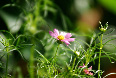 Close-up of pink cosmos flowers blooming outdoors