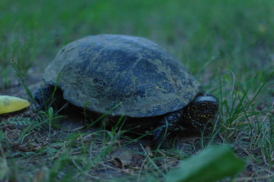 Close-up of turtle on field