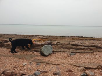 View of a dog on beach