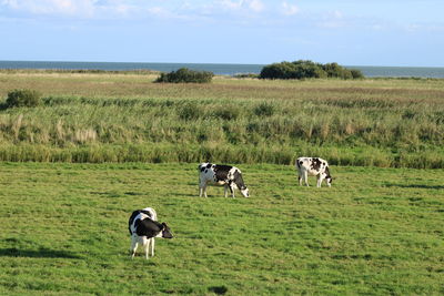 Cows in a field