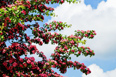 Low angle view of pink flowers