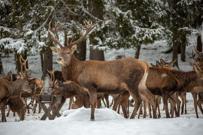 Herd of deer on snow covered field
