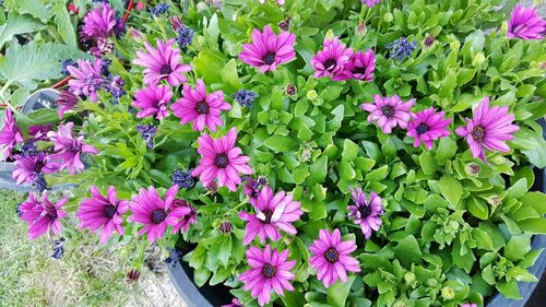 Close-up of pink flowers