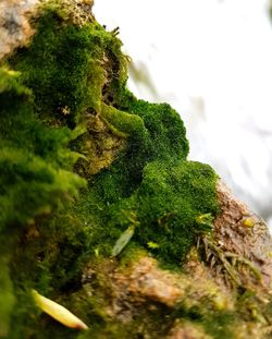 Close-up of fresh green tree against sky