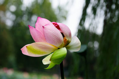 Lotus flower. close up of a pink lotus flower. in buddhist symbolism, the lotus represents purity.