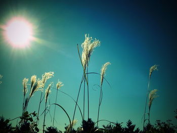 Low angle view of plants against clear sky