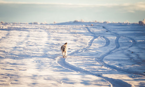 View of a horse on snow