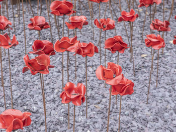 Close-up of red poppy flowers on field