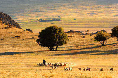 Man herding flock of sheep on field