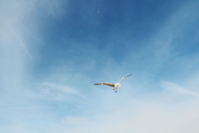 Low angle view of seagull flying against sky